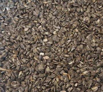 Sunflower Seeds