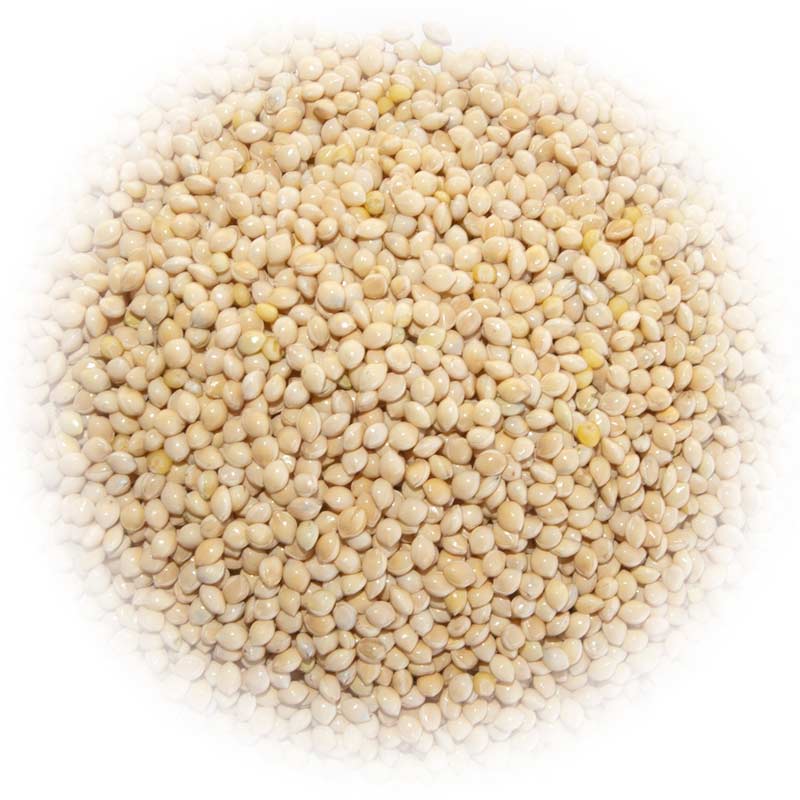 White Proso Millet