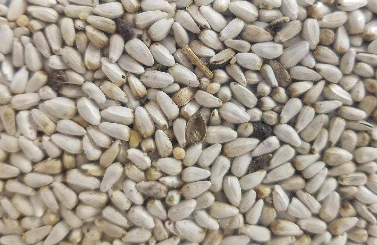 Safflower Seed