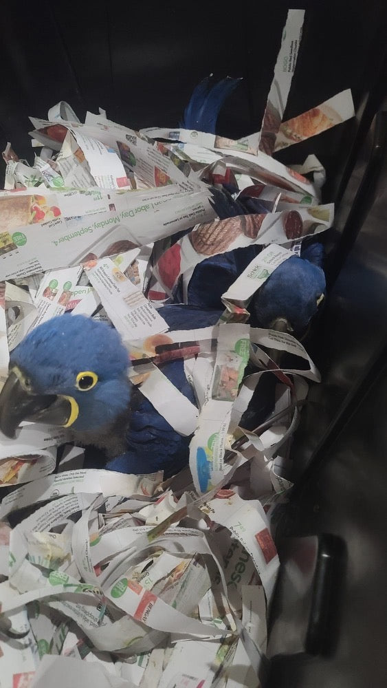 Hyacinth Baby Macaw
