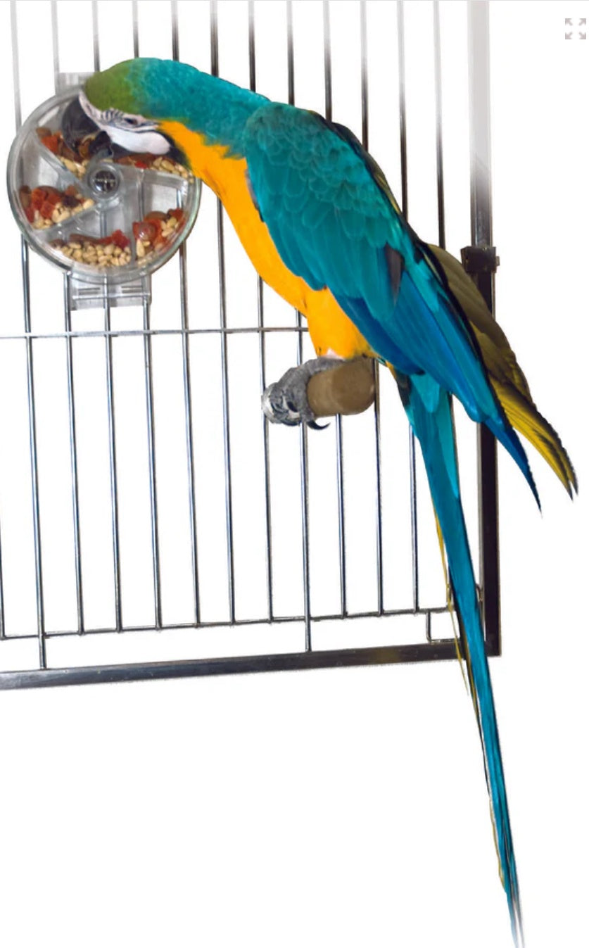 Reenforcement foraging wheel