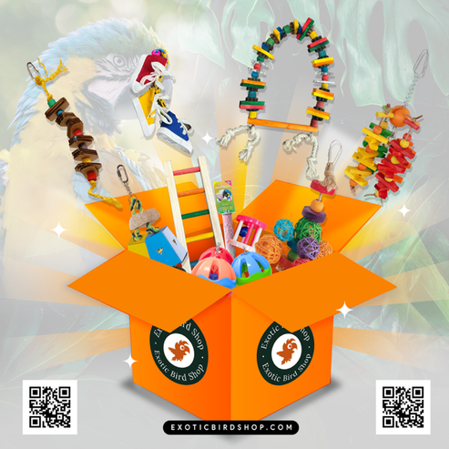 Toys & Accessories Mystery box – Exotic Bird Shop