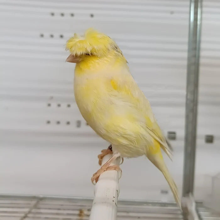Yellow Crested Canary